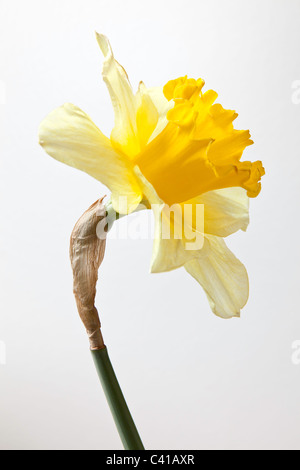 Nahaufnahme der Narzisse Blüte und Stiel. Stockfoto