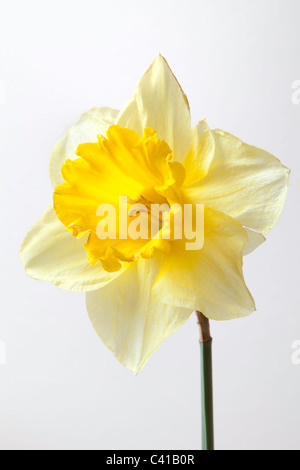 Nahaufnahme der Narzisse Blüte und Stiel. Stockfoto