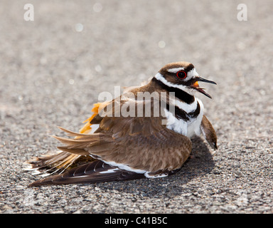 Killdeer Vögel legen ihren Eiern auf dem Boden von der Seite der Straßen und eine aggressive Haltung zur Abwehr von gefährlichen Tiere anzeigen Stockfoto