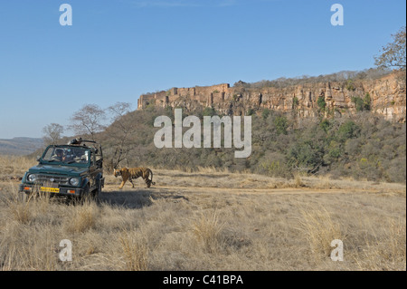 Dreharbeiten zu Tiger in seinem Lebensraum in Ranthambhore National Park, Indien Stockfoto