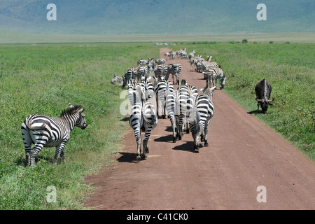 Zebrastreifen eine Spur in der Ngorongoro Crater von Tansania Stockfoto