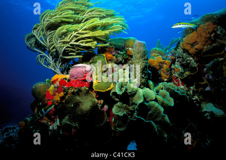 Tropischen Korallenriff, St. Thomas, Amerikanische Jungferninseln, Atlantik Stockfoto
