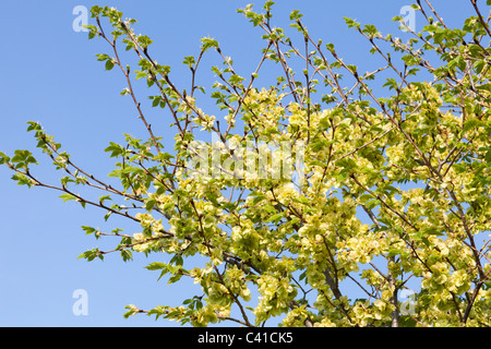 Wych Ulme im Blossom - Somerset England UK Stockfoto