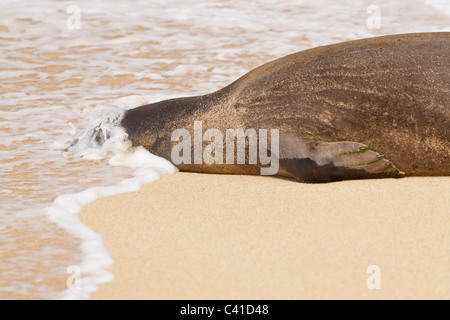 Schlafende Mönchsrobbe mit Welle über Gesicht. Stockfoto