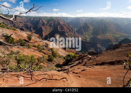 Mauna Hina Hina Lookout. Roten Felsen Rutsche und trockene Äste führen hinunter ins Rough, roten Canyon im Herzen der Kaua'i landet. Stockfoto