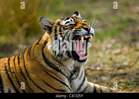 Tiger im Wald von Ranthambore Tiger Reserve Knurren Stockfoto