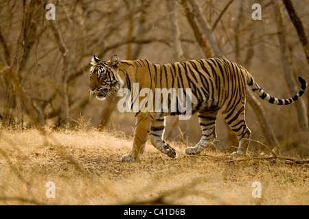 Tiger in Ranthambore Tiger Reserve bewegen Stockfoto