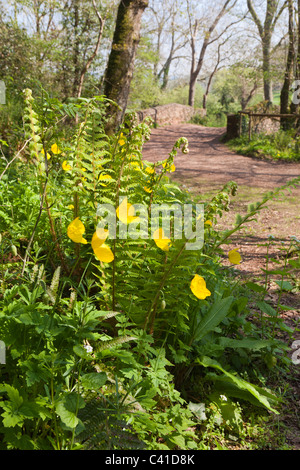 Frühling in Exmoor - gelber Mohn und Farne im Horner Wald, Horner, Somerset, England UK Stockfoto