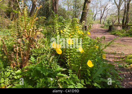 Frühling in Exmoor - gelber Mohn und Farne im Horner Wald, Horner, Somerset, England UK Stockfoto
