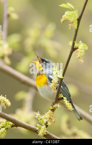 Nördliche Parula Warbler singen - vertikal Stockfoto