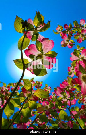 Transluzente rosa Hartriegel Baum in voller Blüte Cornus Florida Rubra, blühen im zeitigen Frühjahr. Native zur östlichen Nordamerika Stockfoto