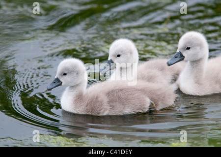 Familie der Cygnets nach den ersten Tagen des Lebens auf einem Teich in Loughborough, Leicestershire, UK Stockfoto