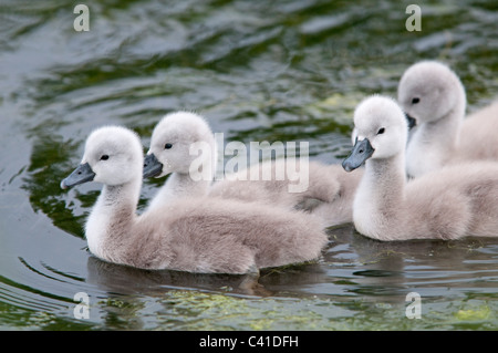 Familie der Cygnets nach den ersten Tagen des Lebens auf einem Teich in Loughborough, Leicestershire, UK Stockfoto