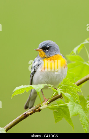 Nördliche Parula Warbler - vertikal Stockfoto