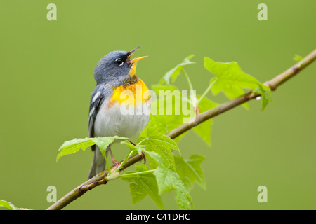 Nördliche Parula Warbler singen Stockfoto