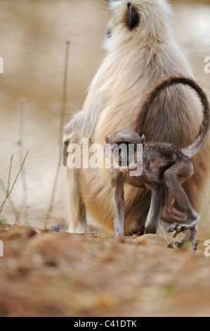 Eine Truppe von Languren (Presbytis Entellus) Affen mit Säuglingen in Ranthambhore Tiger reserve Stockfoto