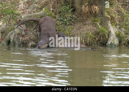 PAAR DER FISCHOTTER LUTRA LUTRA NEBEN FLUSSUFER. UK Stockfoto