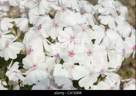 Phlox Subulata 'Amazing Grace' Stockfoto