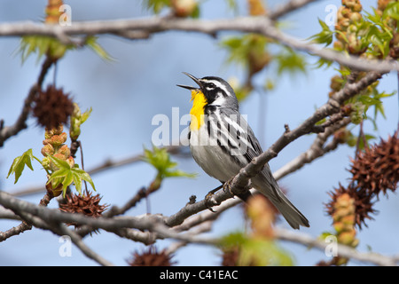 Gelb – Throated Warbler Gesang in Sweetgum Baum Stockfoto