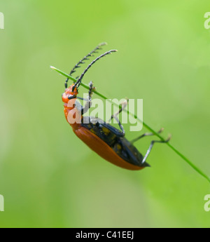 Red-headed Cardinal Beetle (Pyrochroa Serraticornis), Hampshire, UK Stockfoto