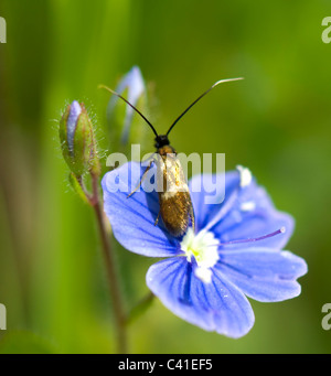 Longhorn Moth (Nemophora Degeerella) auf Vogelperspektive Ehrenpreis, Hampshire, UK Stockfoto