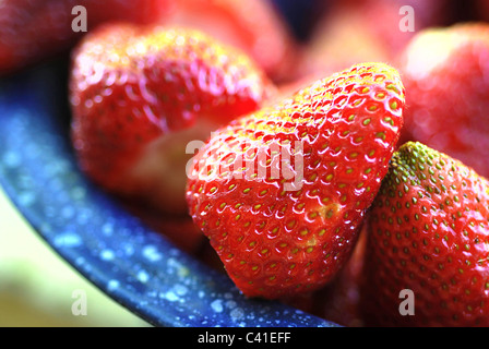 Frische reife Erdbeeren in einem Jahrgang Kobaltblau Emaille-Sieb Stockfoto