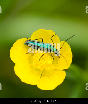 Weibliche dicken Beinen Blume Käfer (Oedemera Nobilis), Hampshire, UK Stockfoto