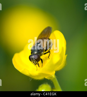 Soldat-Fly (Chloromyia Formosa), Hampshire, UK Stockfoto