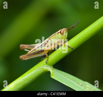 Wiese-Grashüpfer (Chorthippus Parallelus), Hampshire, UK Stockfoto