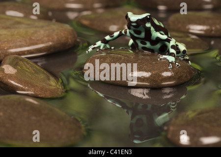 Schwarze und Grüne poison dart Frog [Dendrobates auratus] auf einem Felsen mit Reflexion im Wasser, Porträt Stockfoto