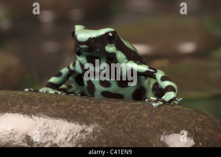 Schwarze und Grüne poison dart Frog [Dendrobates auratus] auf einem Felsen, Porträt Stockfoto