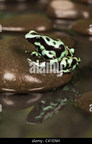 Schwarze und Grüne poison dart Frog [Dendrobates auratus] auf einem Felsen mit Reflexion im Wasser, Porträt Stockfoto