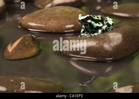 Schwarze und Grüne poison dart Frog [Dendrobates auratus] auf einem Felsen mit Reflexion im Wasser, Porträt Stockfoto