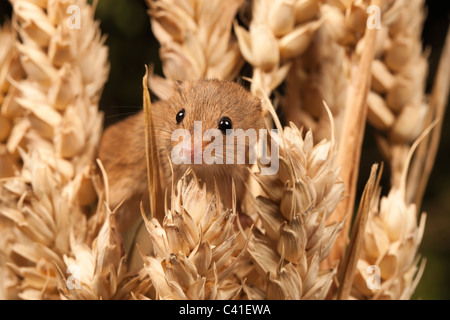 Zwergmaus [Micromys Minutus] in Weizen-Getreide, Porträt Stockfoto