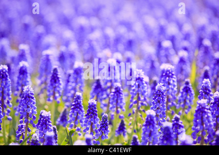 Bereich der Traubenhyazinthen Blumen oder Muscari. Stockfoto