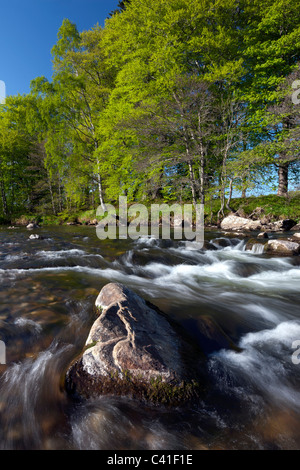 Frühling-Blick auf den Fluß Deveron nahe Huntly, Aberdeenshire, Schottland Stockfoto