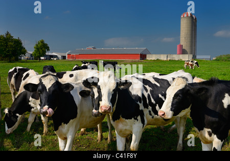 Neugierige junge Holstein Kühe auf einer Molkerei in Vaughan, Ontario mit Scheune und Silo Stockfoto