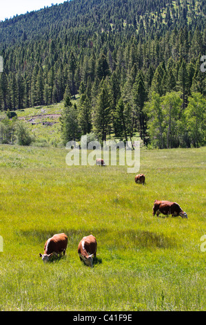 Vieh Bereich frei auf dem Land wurde eine Erhaltung Dienstbarkeit in den Granat Bergen des westlichen Montana bezeichnet. Stockfoto