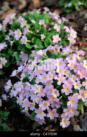 Primula Vulgaris Subspecies Sibthorpii AGM Stockfoto