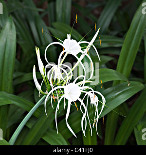 Nahaufnahme von einer weißen Crinum Lily Asiaticum wächst in Singapur Garten Republik Singapur Asiens Stockfoto