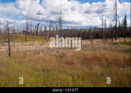 Der Wald ist regenerieren nach Jocko Seen im westlichen Montana feuert. Jocko Seen Feuer verbrannt über 34.000 Hektar. Stockfoto