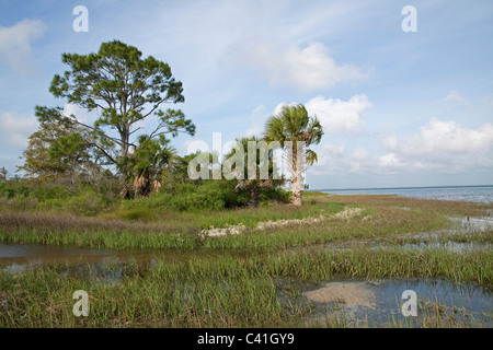 Maritime Wald St Joseph State Park Florida USA Stockfoto