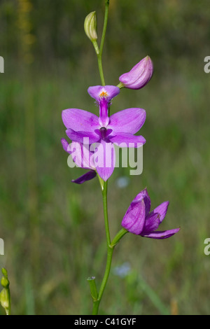 Grass rosa Orchidee Calopogon Florida USA Stockfoto