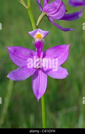 Grass rosa Orchidee Calopogon Florida USA Stockfoto