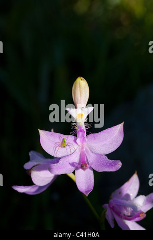 Grass rosa Orchidee Calopogon mit grünen Lynx Spider Peucetia Viridans Florida USA Stockfoto