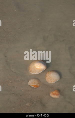 Verstreuten Jakobsmuscheln Muscheln am Strand Florida USA Stockfoto