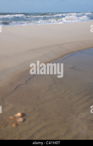 Verstreuten Jakobsmuscheln Muscheln am Strand Florida USA Stockfoto