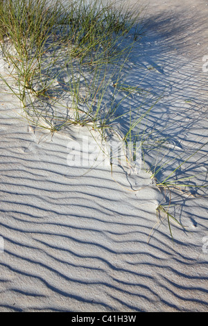 Strand von Gräsern auf Sanddünen St George Island Florida USA Fuß fassen Stockfoto