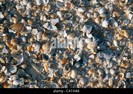 Verstreuten Muscheln am Strand Florida USA Stockfoto