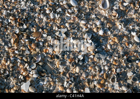 Verstreuten Muscheln am Strand Florida USA Stockfoto